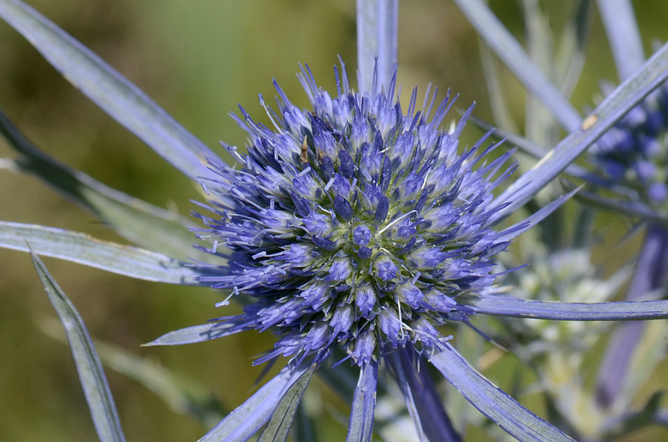 Eryngium amethystinum / Calcatreppola ametistina